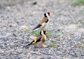 Stieglitz (Carduelis carduelis)