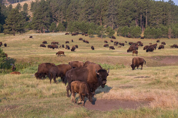 Bison herd grazing in a meadow