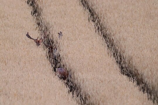 Damhirsche (Dama dama) im Getreidefeld