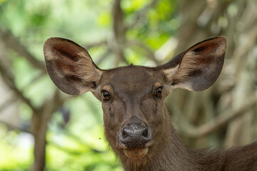 Fototapeta premium A Deer face with a fly standing on it