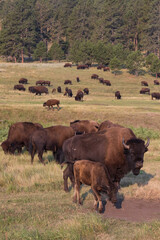 Bison herd grazing in a meadow