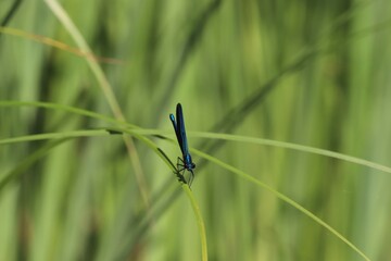 
Blauflügel-Prachtlibelle
(Calopteryx virgo) - im Porträt