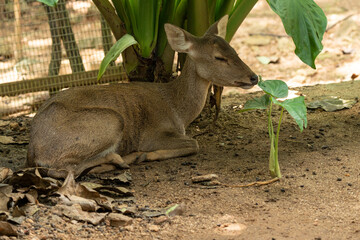 Lovely Brown Deer in the zoo