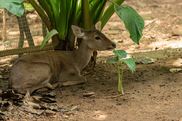 Lovely Brown Deer in the zoo