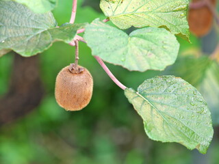 Tokyo, Japan -August 1, 2024: Fresh kiwi fruit hanging from a vine