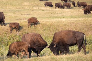 Bison herd grazing in a meadow