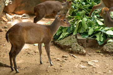 Lovely Brown Deer in the zoo
