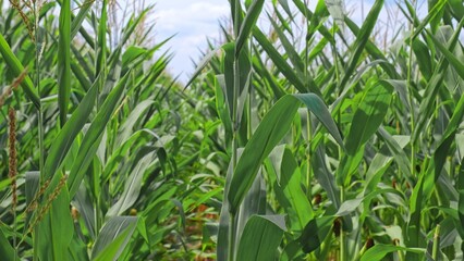Vast Endless Farmland Cultivated Agricultural Field of Corn Ripening before Harvest Season