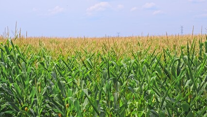 Vast Endless Farmland Cultivated Agricultural Field of Corn Ripening before Harvest Season