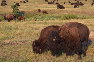 Bison herd grazing in a meadow