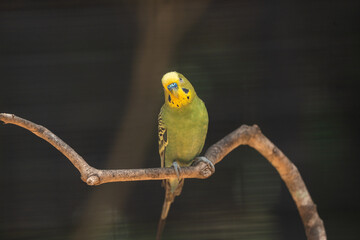 Beautiful small green parrots in zoo