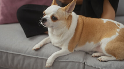 A young woman relaxes at home with her attentive chihuahua on a cozy sofa in a well-appointed living room.