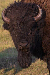 American bison close-up