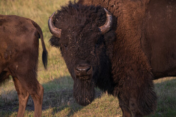 American bison close-up