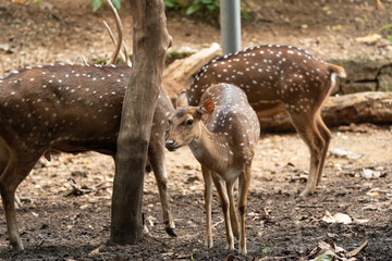 group of deers inside a zoo