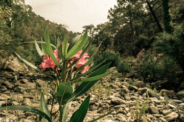 Flor salvaje en mitad de la montaña