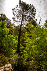 Árbol con el tronco cubierto de hojas en un frondoso bosque