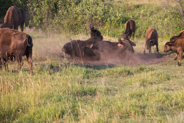 American bison rolling in the dirt