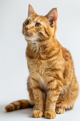 A close-up of an orange tabby cat sitting on a white surface, with its fur and eyes visible