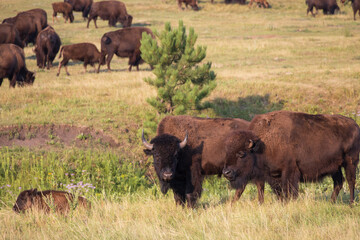 Fototapeta premium Bison herd grazing in a meadow