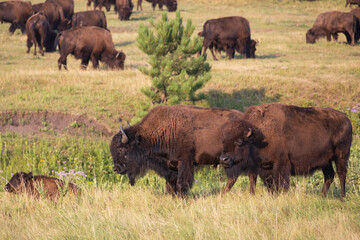 Bison herd grazing in a meadow