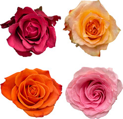 set of real roses isolated png