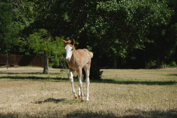 Obraz premium Colt paint horse running through dry Texas pasture field in summer on ranch.