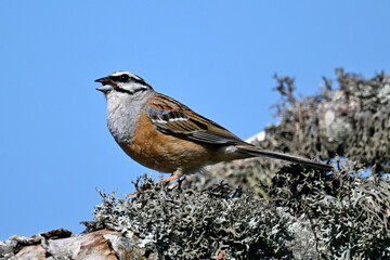 Zippammer // Rock bunting (Emberiza cia)