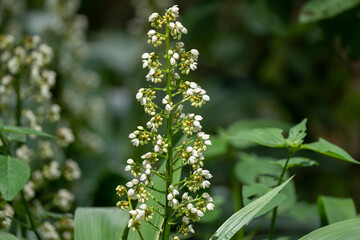 Closeup of white herbal flower buds of Xiphidium caeruleum Aubl plant growing in the garden