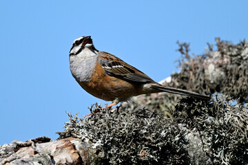 Zippammer // Rock bunting (Emberiza cia)