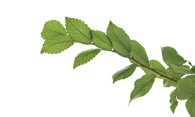 Green elm tree twig, branch with leaves isolated on white background, clipping path