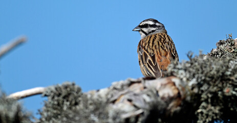 Zippammer // Rock bunting (Emberiza cia)