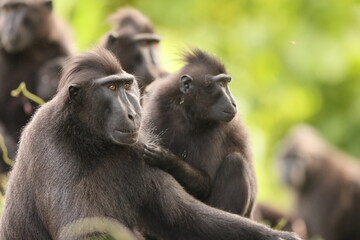 The Celebes crested macaque (Macaca nigra), also known as the crested black macaque, Sulawesi crested macaque, or the black ape, is an Old World monkey in Tangkoko national park, Sulawesi island