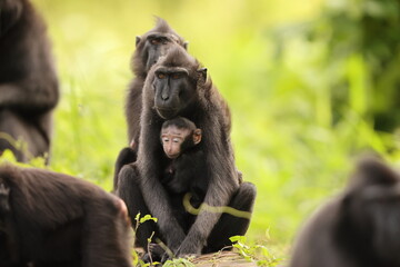 The Celebes crested macaque (Macaca nigra), also known as the crested black macaque, Sulawesi crested macaque, or the black ape, is an Old World monkey in Tangkoko national park, Sulawesi island