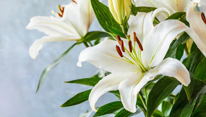 Natural floral banner, close up white lily flower, pastel color celebrate background with copyspace, nature beauty blossoming lily or peony flower, flowery design postcard, delicate fresh petals bloom