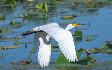 Great egret, or white heron, in flight.