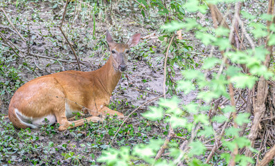 Doe resting in the forest.