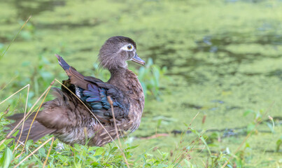 Female wood duck standing on the shore of a lake.