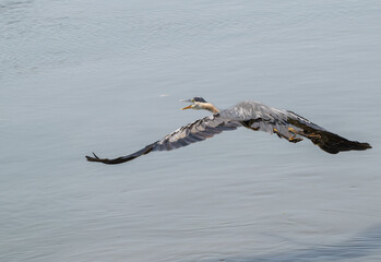 Obraz premium Great blue heron flying over a lake.