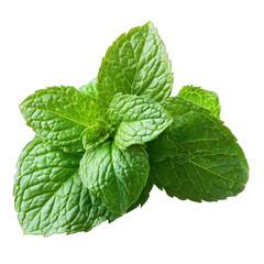Fresh mint leaves 