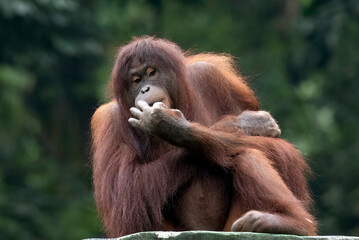 Close up borneo orangutan in a safari park