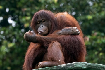 Close up borneo orangutan in a safari park