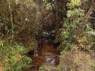 Obraz premium stream in the forest