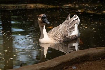 Obraz premium Rural life of ducks in a village pond.