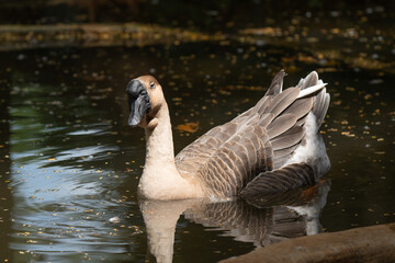 Rural life of ducks in a village pond.