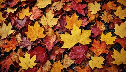 Autumn Leaves Background