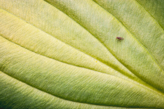 Tiny Fly on a Big Green Leaf
