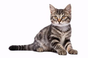 A cute tabby kitten with bright yellow eyes sits against a white background, looking curious and alert.