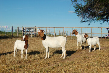 Beautiful group of female Boer goats on the farm