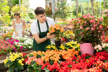 Smiling salesman looking at begonia hiemalis in open-air plants market